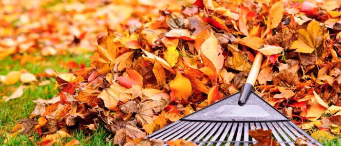 Fall-Yard-Clean-Up